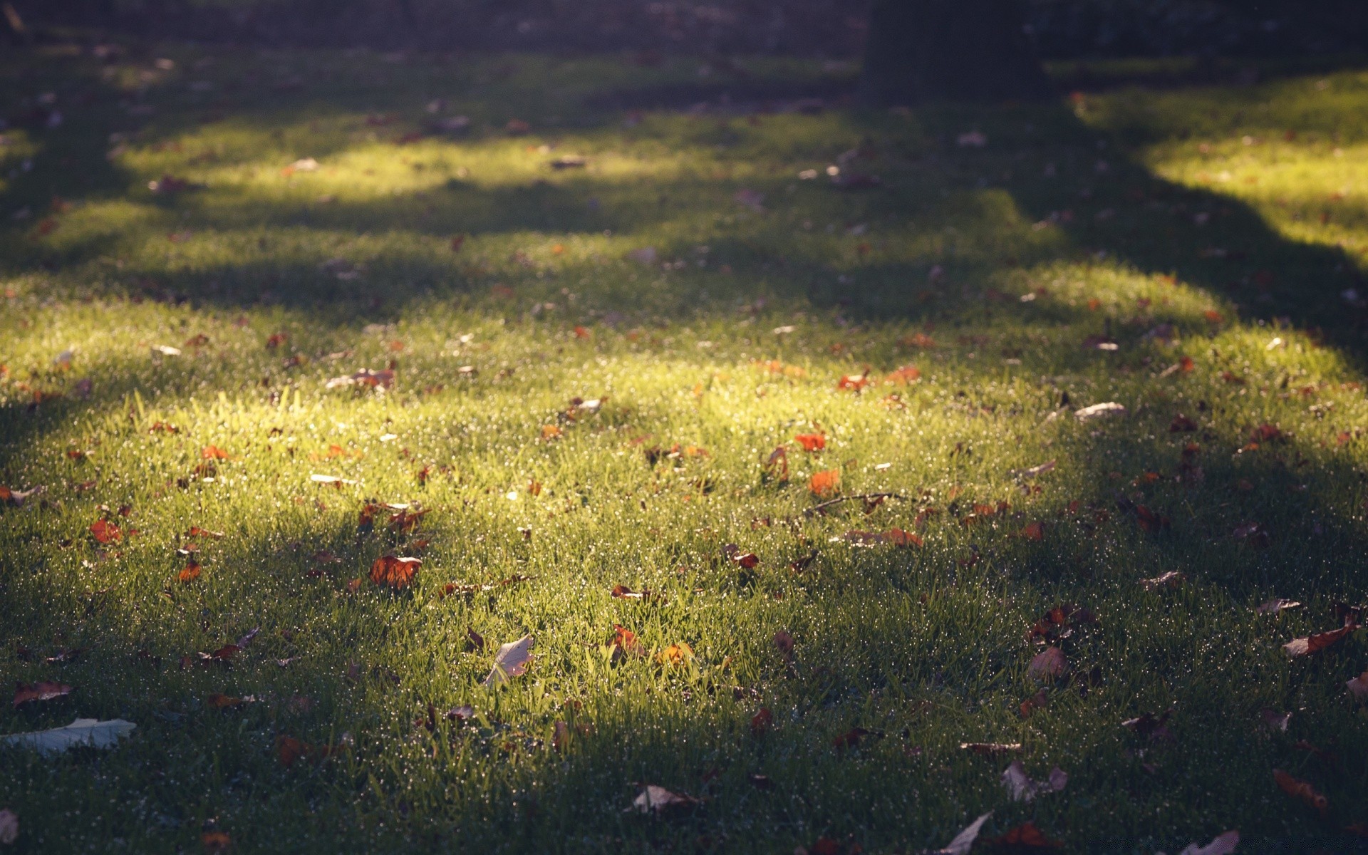 sonbahar çimen manzara doğa saman biçme makinesi çim sonbahar mera açık havada ortamlar alan park şafak flora ağaç masaüstü