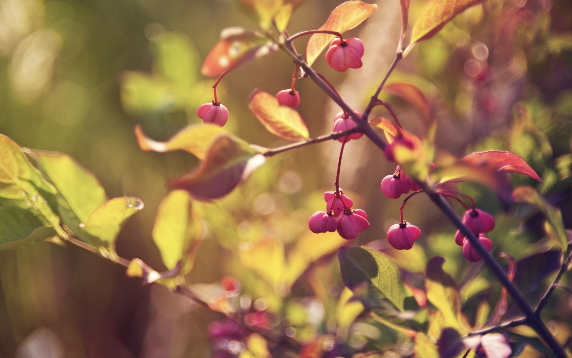 automne nature feuille flore branche arbre fleur jardin couleur à l extérieur saison arbuste été automne croissance lumineux gros plan beau beau temps