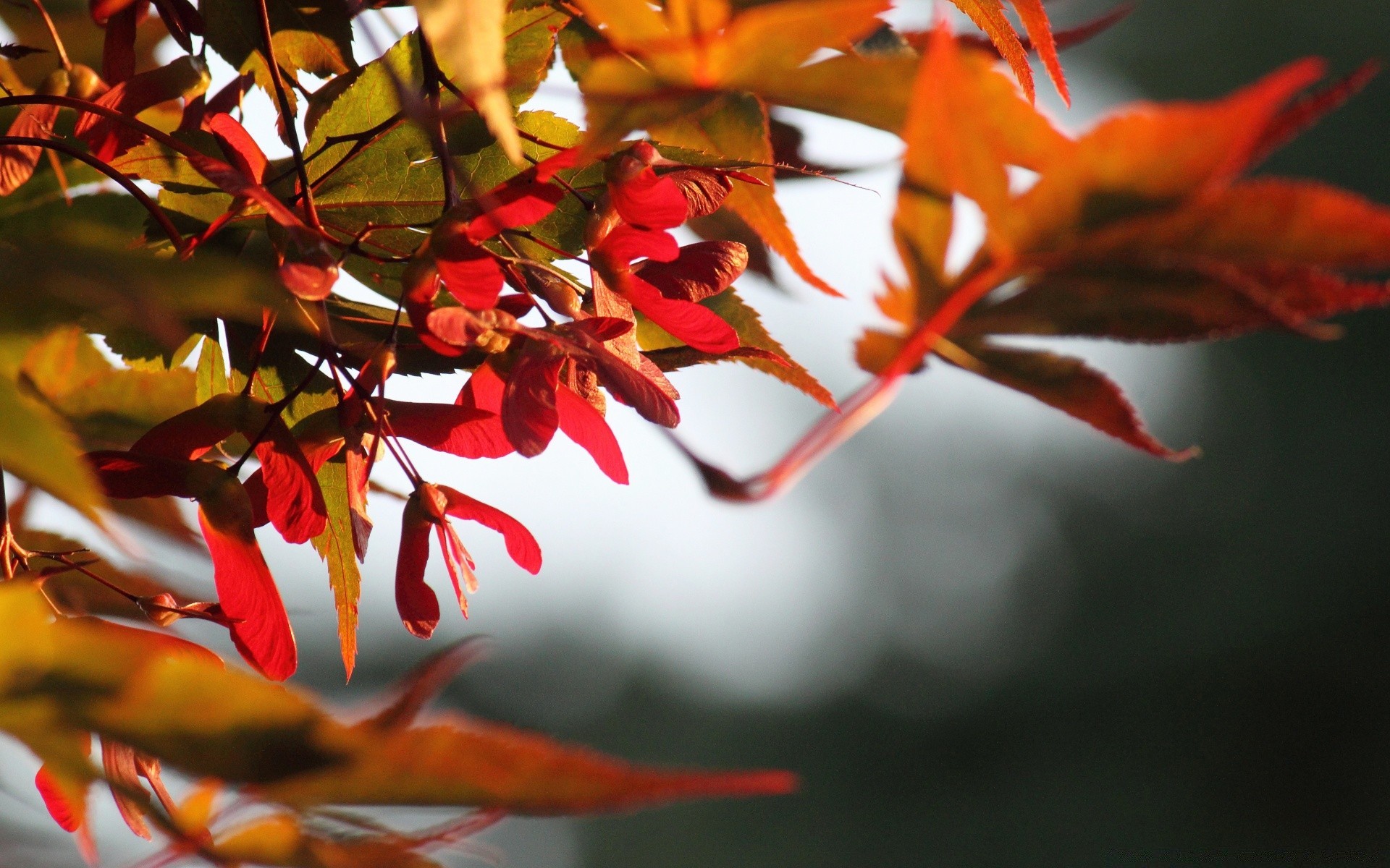 herbst blatt herbst baum natur zweig unschärfe flora hell farbe im freien licht saison blume garten winter park