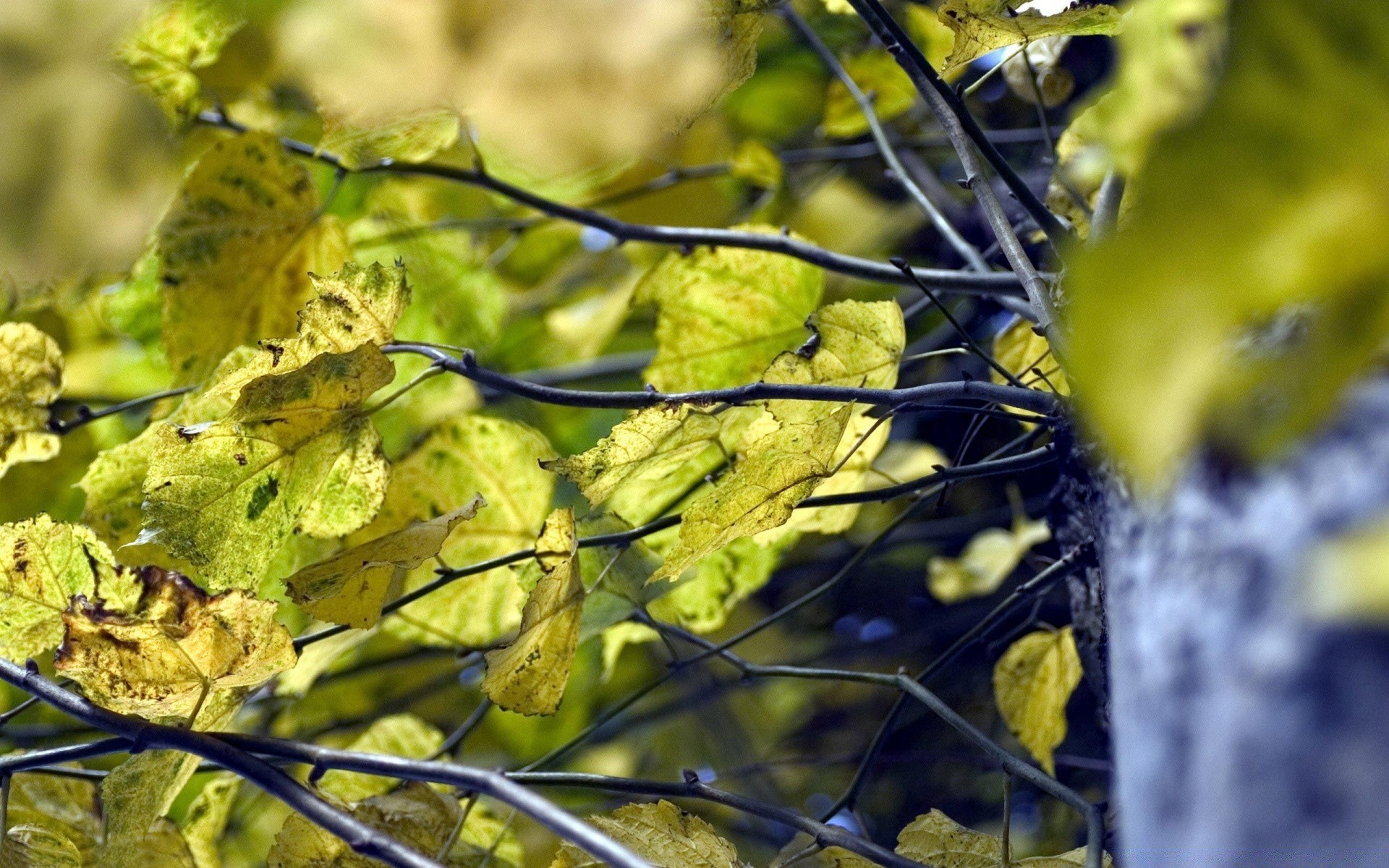 autumn nature leaf fall outdoors flora tree summer season desktop bright garden color wood fair weather close-up park environment branch sun