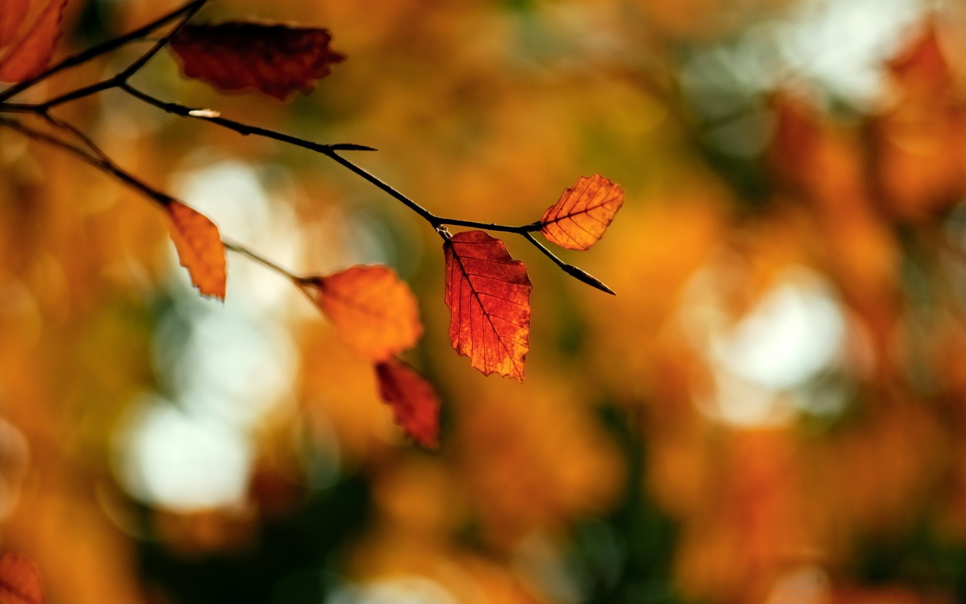 automne automne feuille nature flou arbre à l extérieur saison lumineux couleur érable lumière beau temps or flore