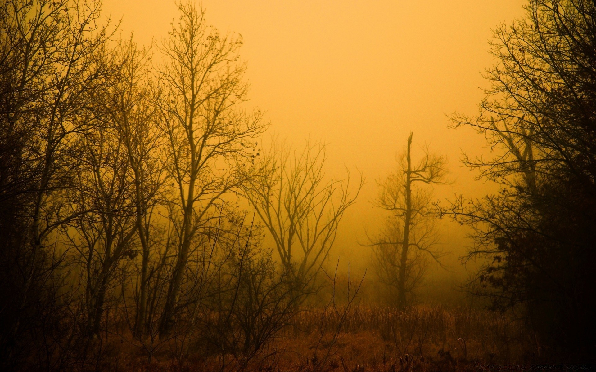 automne arbre aube brouillard paysage automne brouillard rétro-éclairé nature coucher de soleil silhouette soleil bois hiver météo soir feuille lumière beau temps