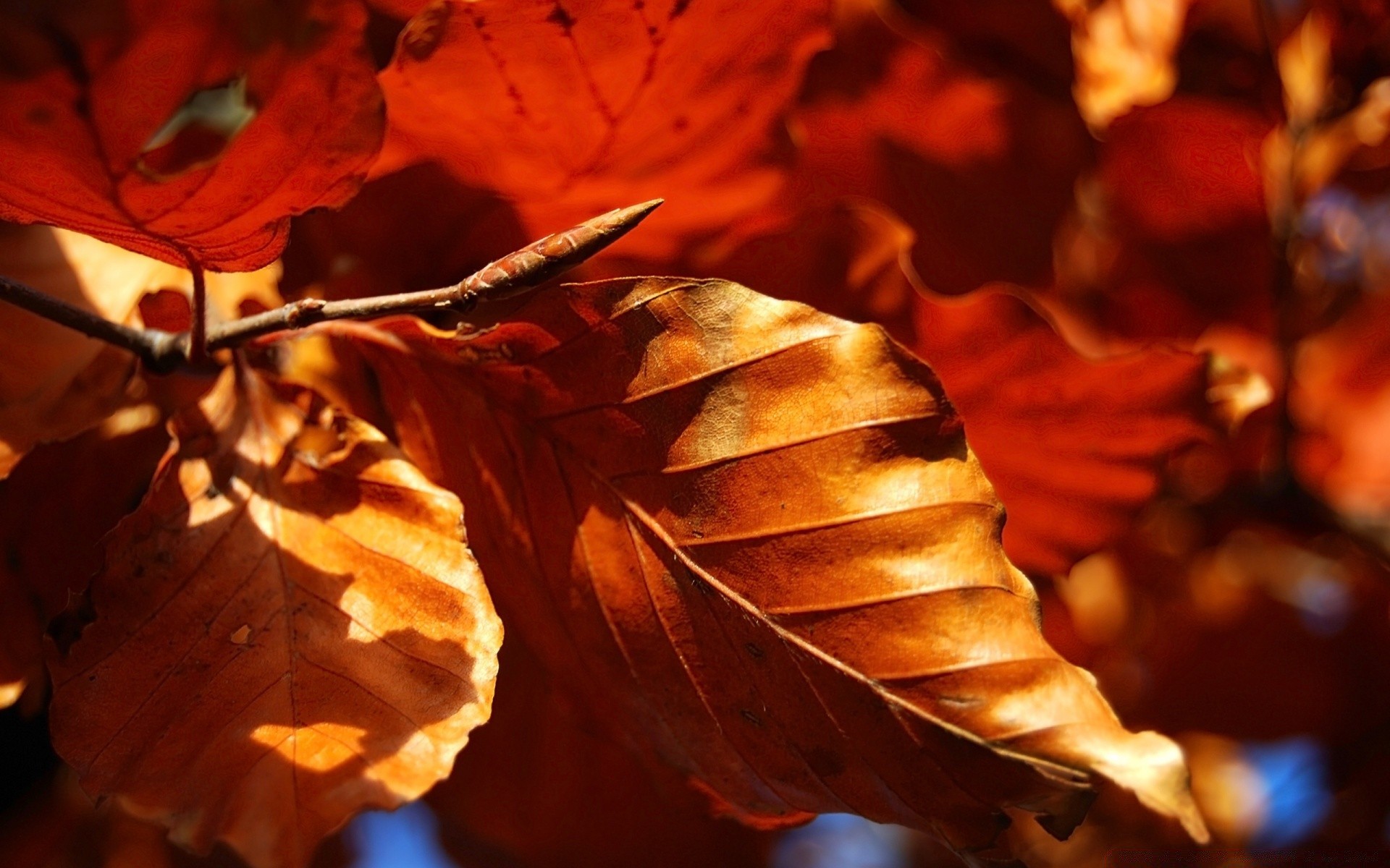 otoño otoño hoja arce naturaleza al aire libre oro desenfoque madera luz color