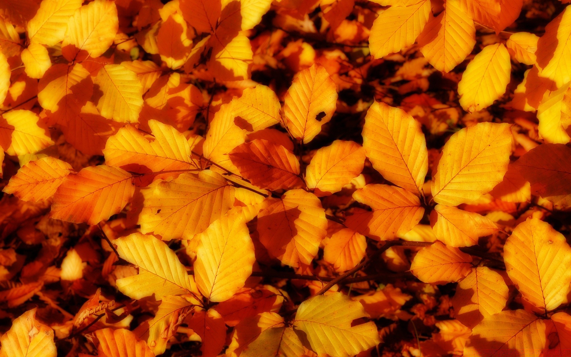 autumn leaf fall nature flora outdoors season bright tree wood growth color maple desktop garden close-up texture park lush environment