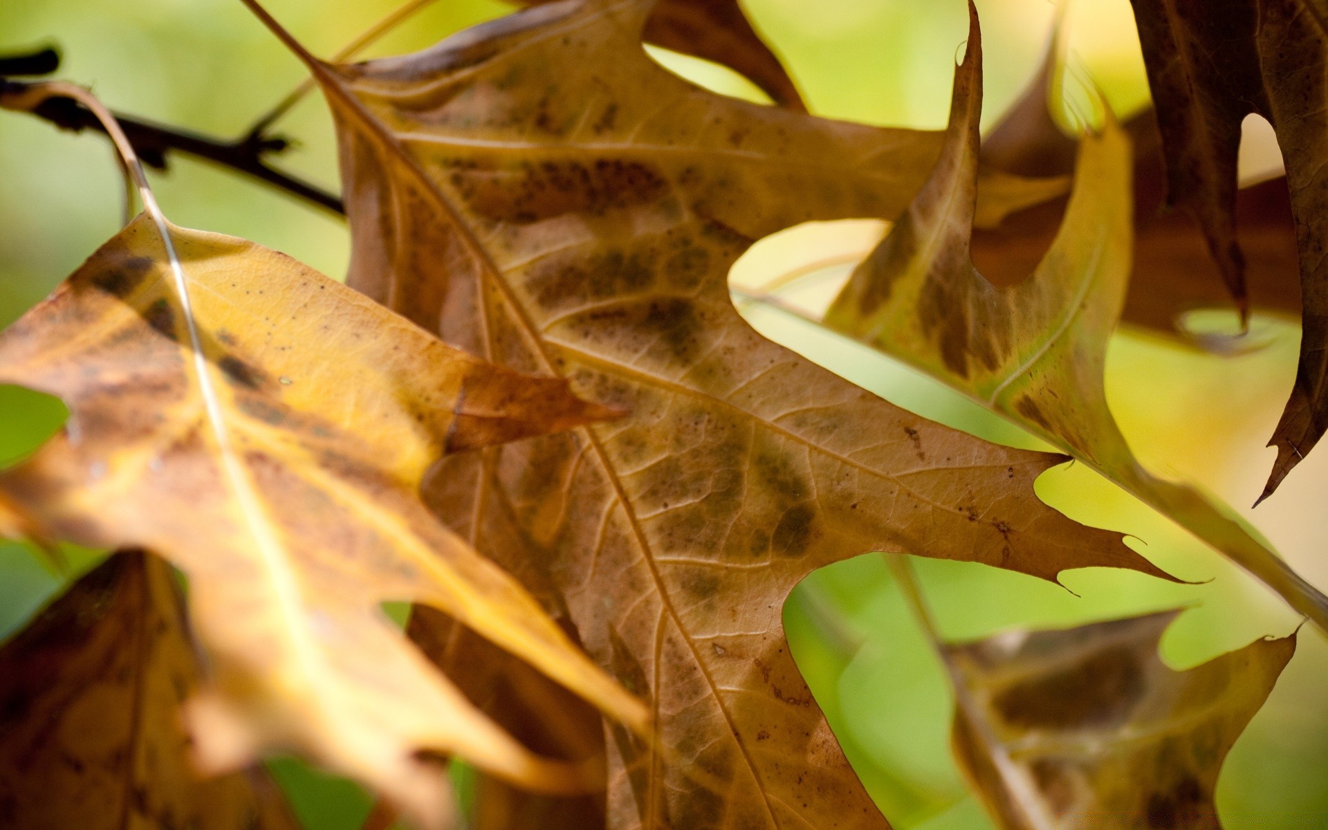 otoño hoja otoño naturaleza flora madera madera color escritorio temporada arce hermoso oro brillante al aire libre luz textura rama primer plano