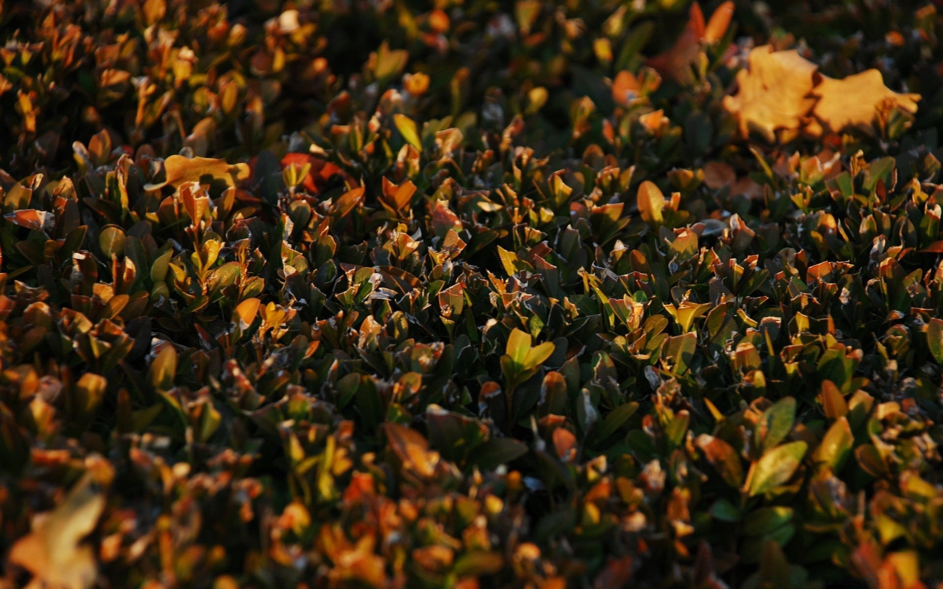 otoño naturaleza flora flor color hoja primer plano jardín al aire libre escritorio parque comida textura campo