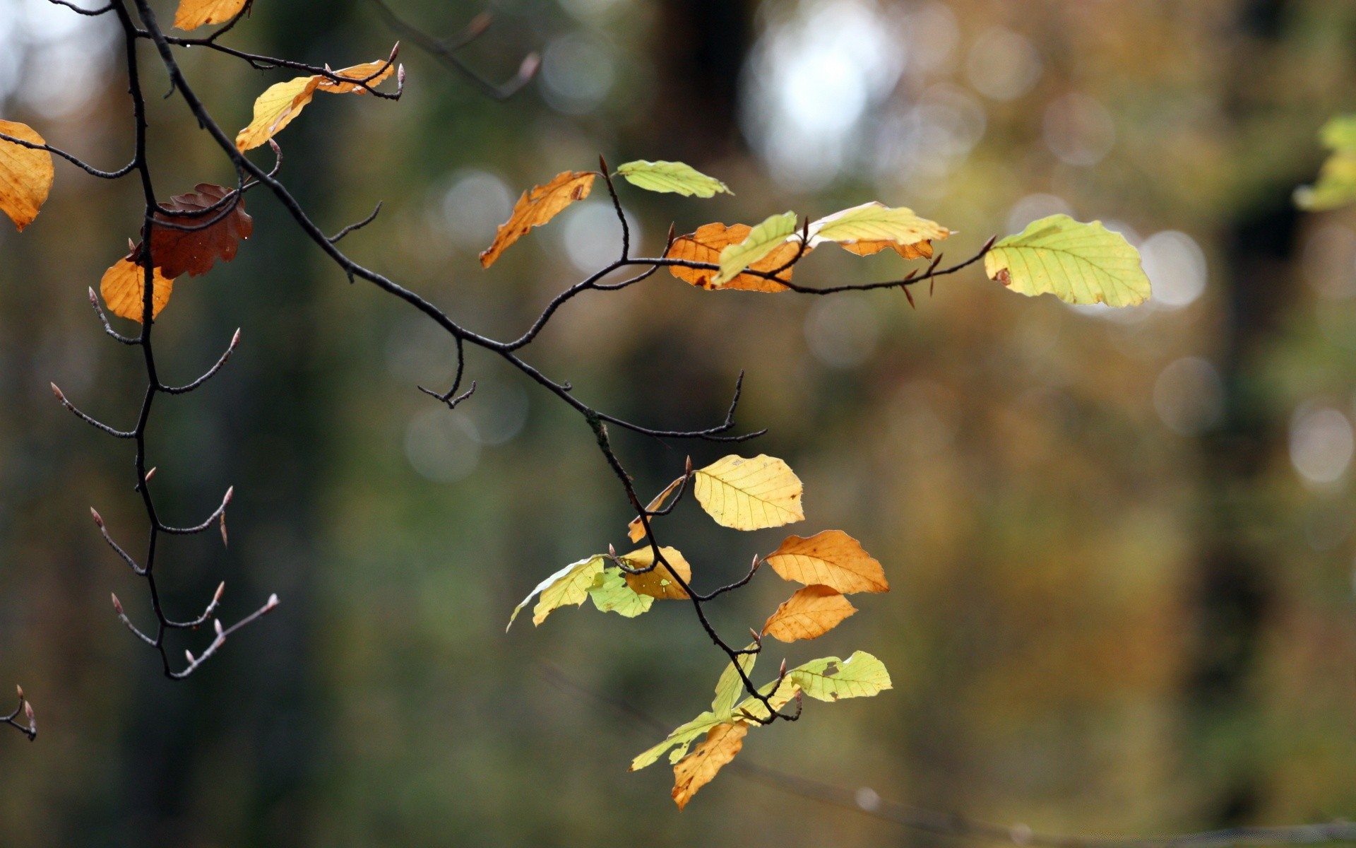 autumn leaf tree nature fall outdoors wood branch flora season color park environment