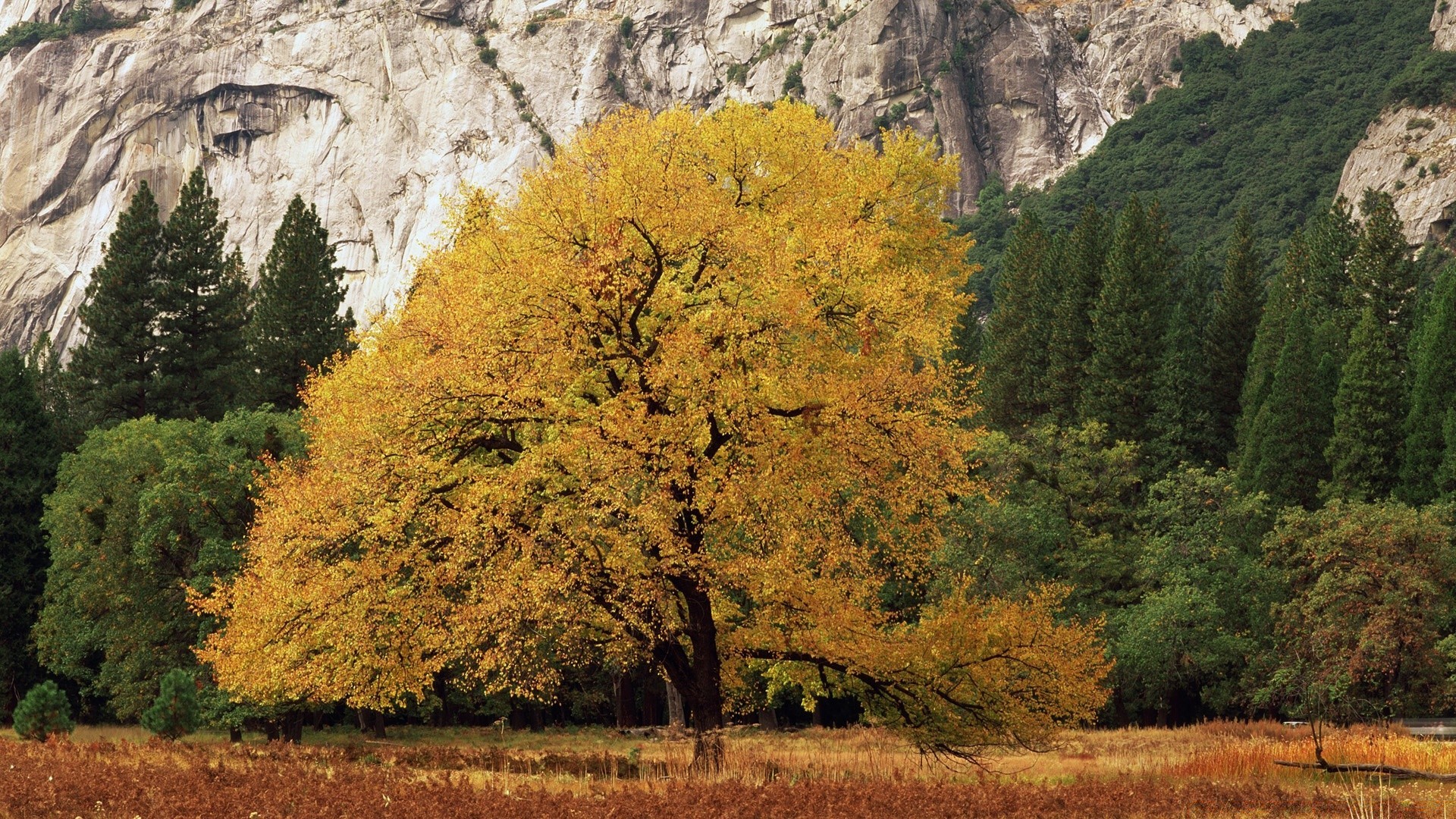 autumn tree fall landscape wood nature scenic leaf outdoors season park scenery environment travel mountain scene countryside