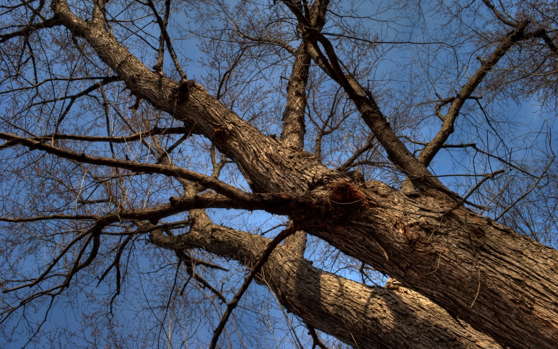 autumn tree wood branch landscape environment trunk winter nature weather season park bark outdoors snow