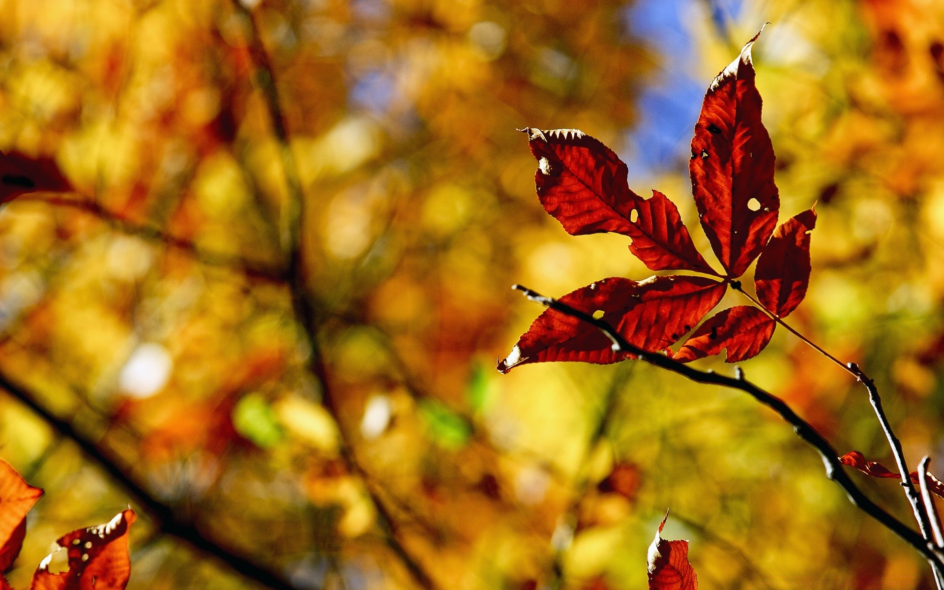 autumn fall leaf nature outdoors tree bright wood maple color season branch light fair weather gold