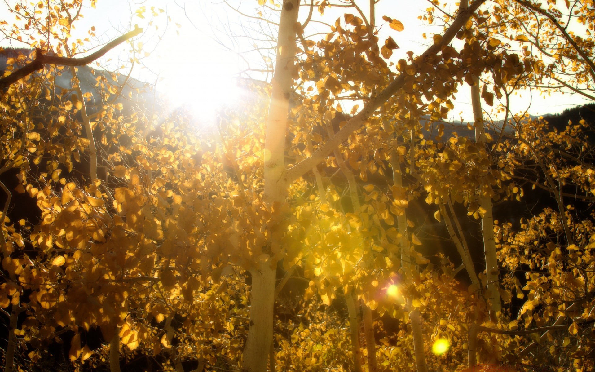 autumn fall tree leaf season branch wood nature park bright winter landscape fair weather gold sun outdoors countryside dawn