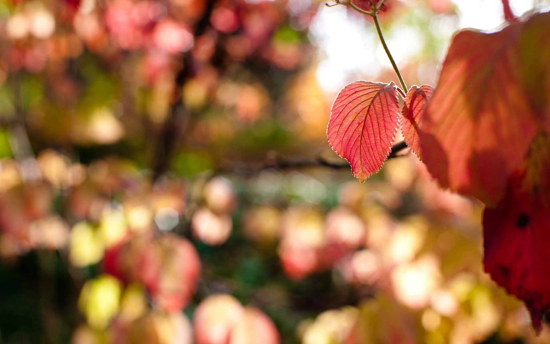 herbst blatt natur herbst flora saison garten farbe im freien baum hell filiale wachstum park