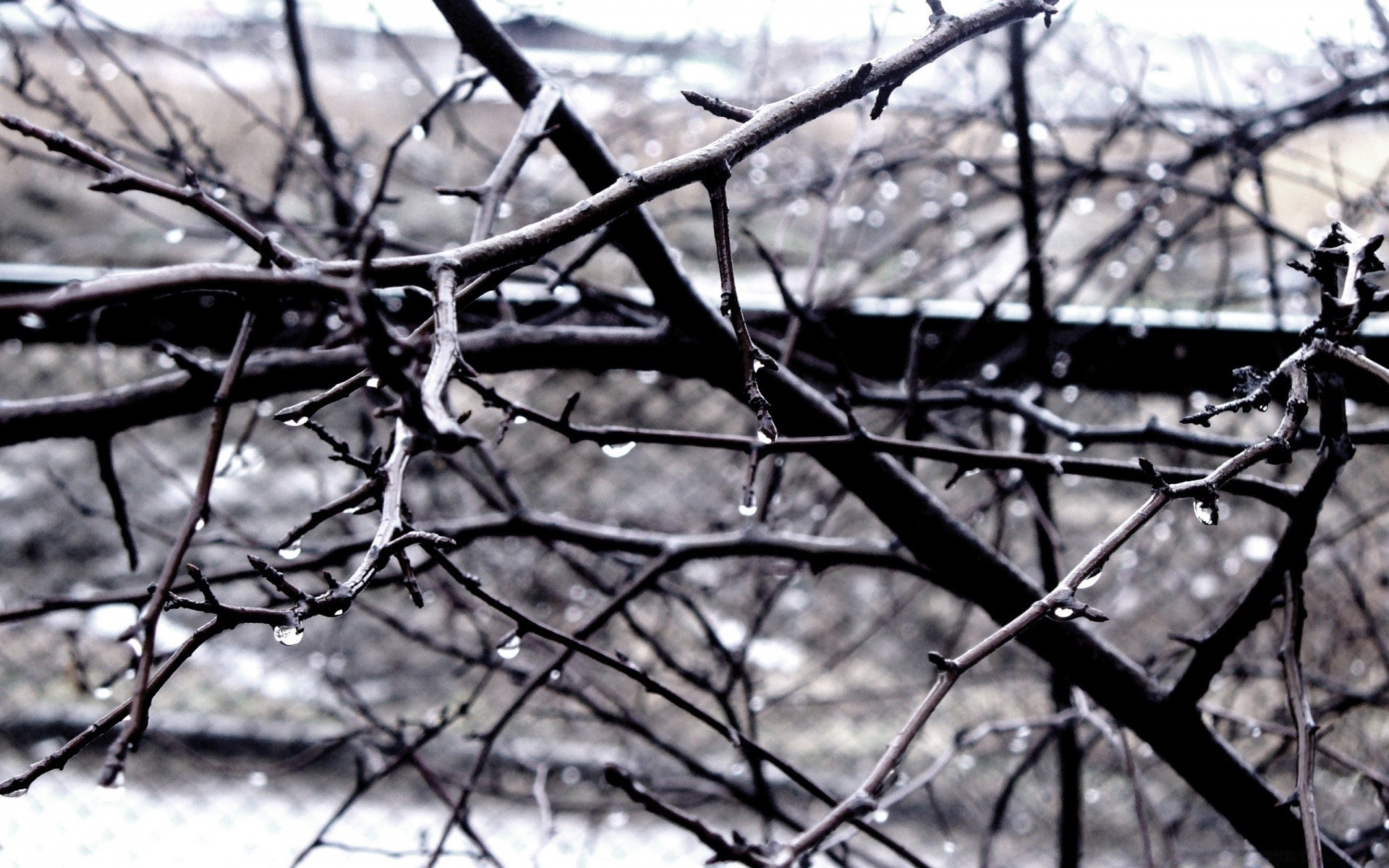 automne arbre nature hiver bureau à l extérieur bois branche environnement paysage saison clôture flore ciel