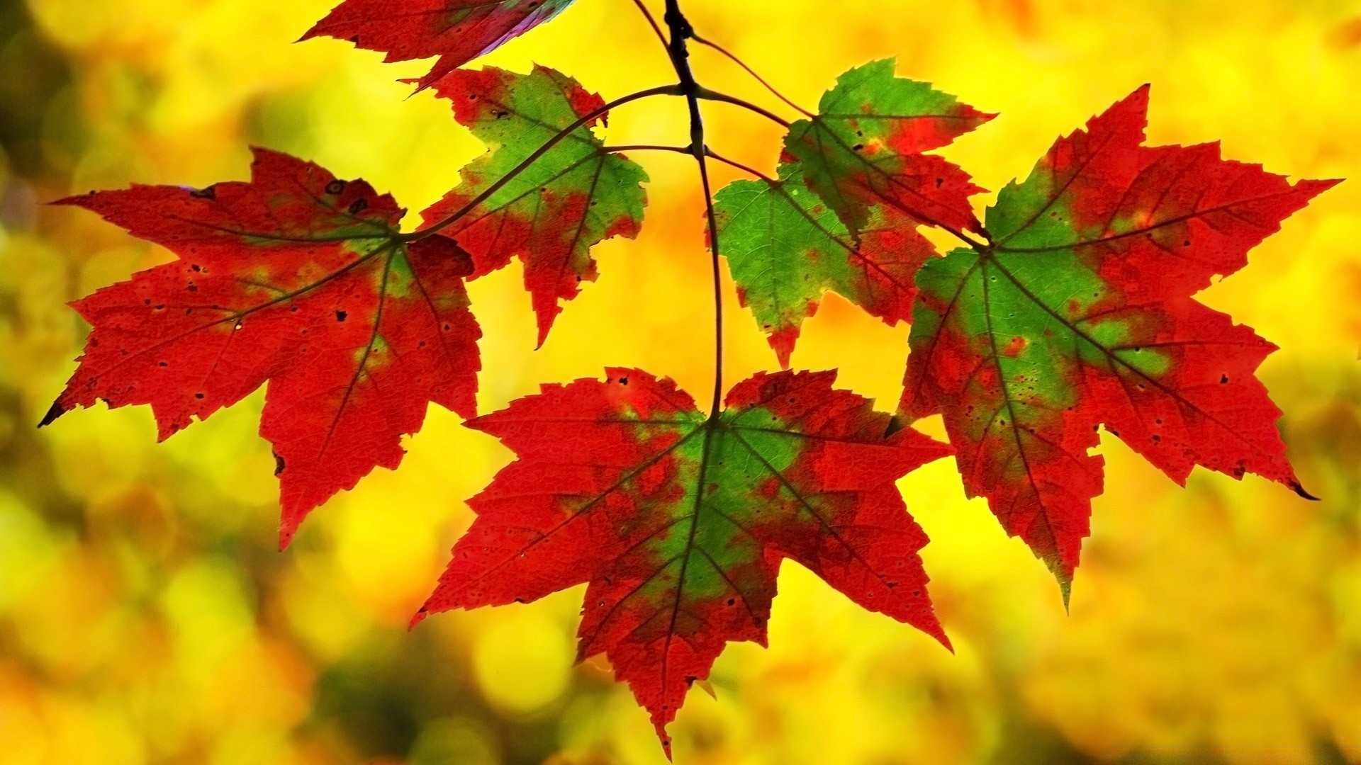 herbst blatt herbst ahorn natur hell saison flora farbe üppig veränderung gutes wetter im freien wachstum hell