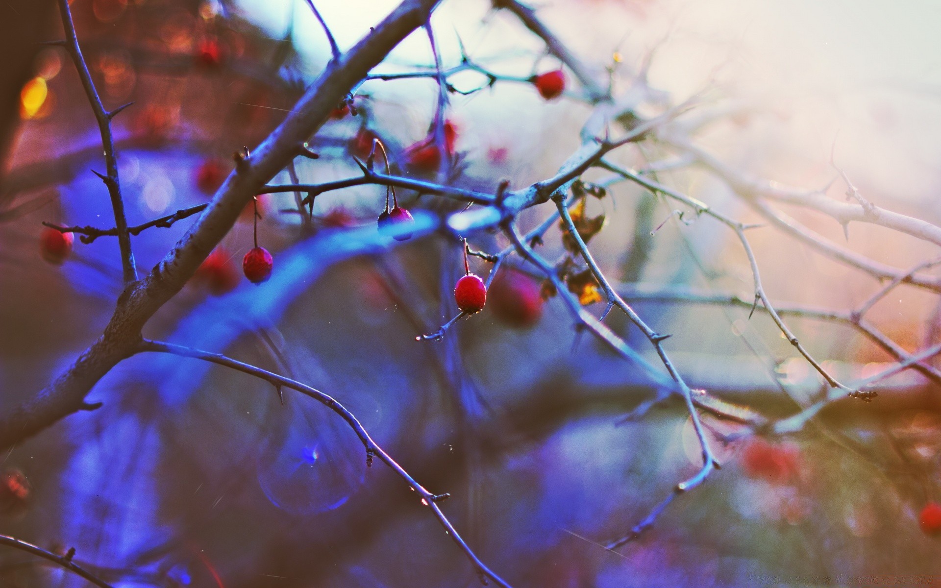 otoño desenfoque invierno árbol color naturaleza al aire libre rama luz biología temporada