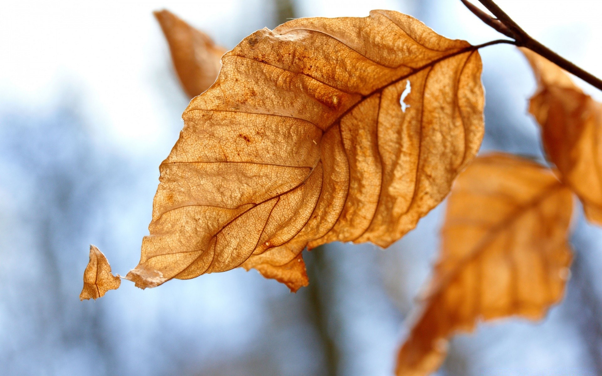 autumn fall leaf nature tree flora maple season branch wood dry gold outdoors winter color light bright fair weather