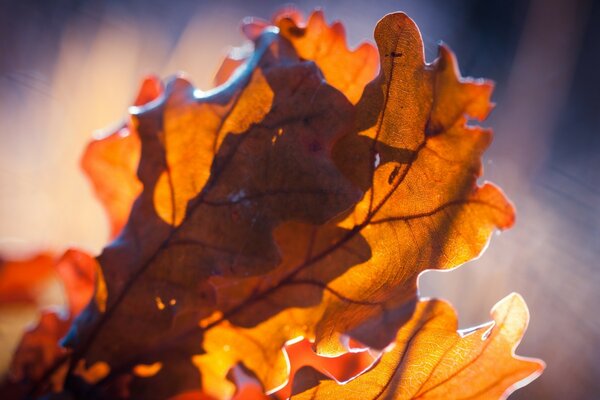 Hojas de otoño, fondo borroso