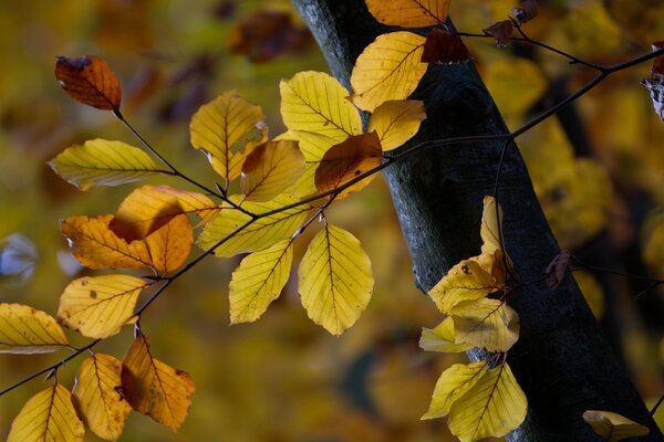 A tree with branches with yellow leaves