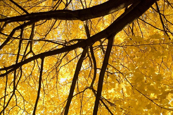 The crown of the tree that tried on the golden crown