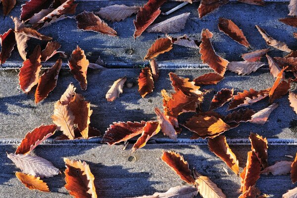 Feuilles mortes sur l asphalte gris