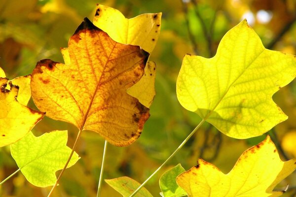 Bright maple leaves in autumn