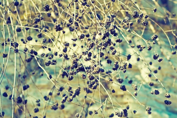 A small abstract with fruits on twigs