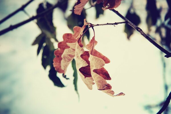 Final de otoño. Hojas de otoño en los árboles