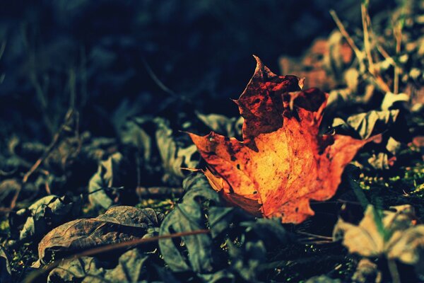 A yellow leaf lies on the green grass