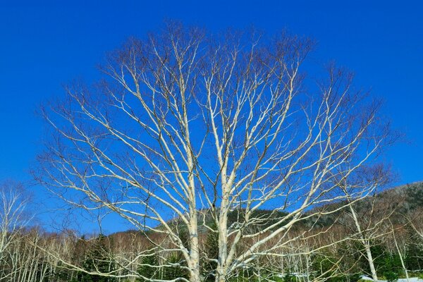 Nackter Baum am blauen Himmel