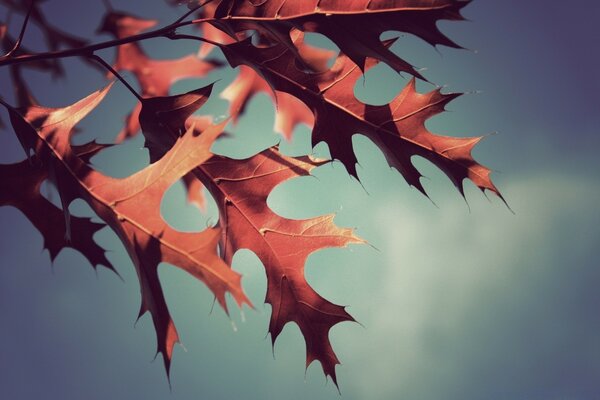 Herbstlaub auf Himmelshintergrund