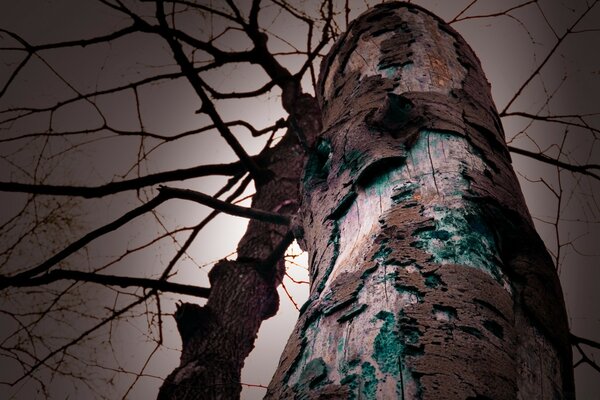 Wie sieht ein Baum mit schlechtem Holz im Licht aus