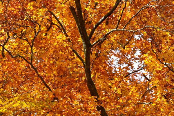 Baum mit Herbstlaub in der Saison