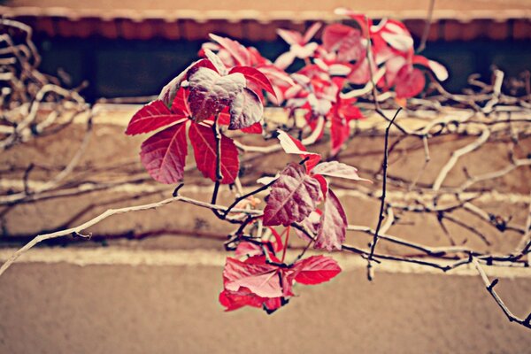 Red foliage of a climbing shrub