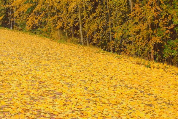 Caduta delle foglie. Foresta decidua. Autunno