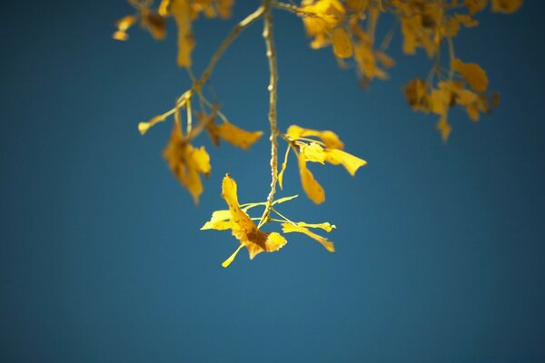 Flor con sus colores en otoño