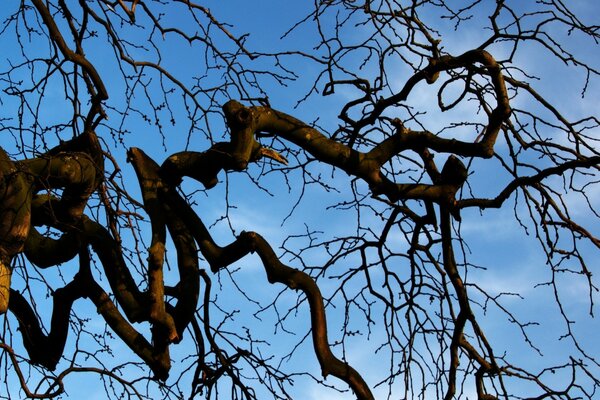 A tree against the sky