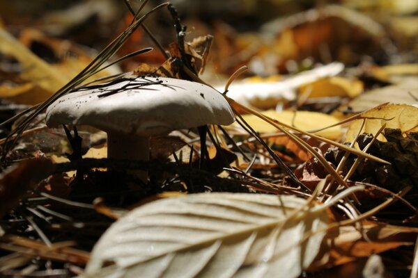 A lonely mushroom on the edge of the forest