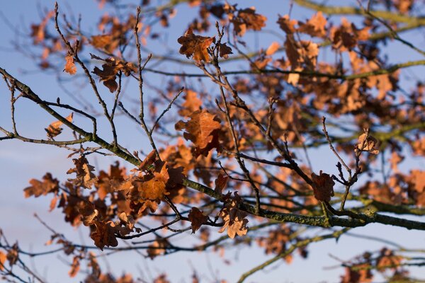 A tree with yellow leaves in autumn