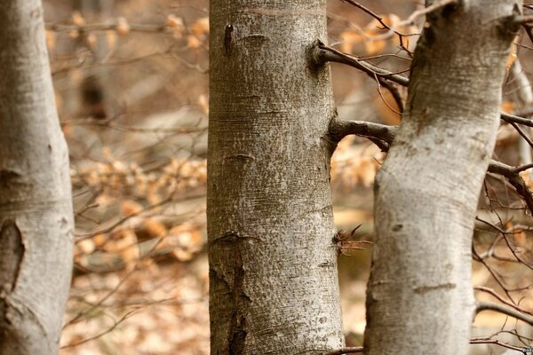 Rinde am Baum im Herbst