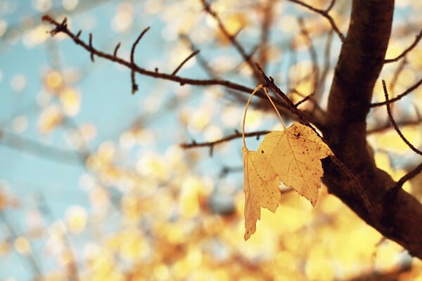 Leaves in autumn on the eve of winter