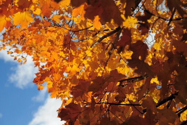 Albero di acero con bel fogliame in autunno