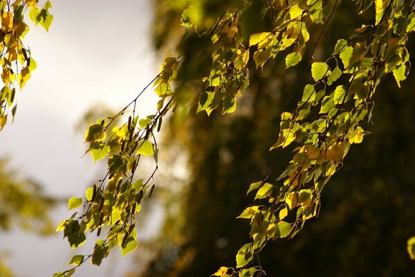 A cold wind is stirring the leaves