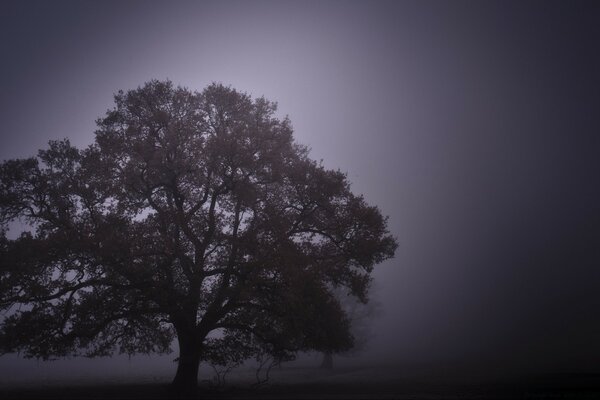 Einsam stehender Baum in der Nachtruhe