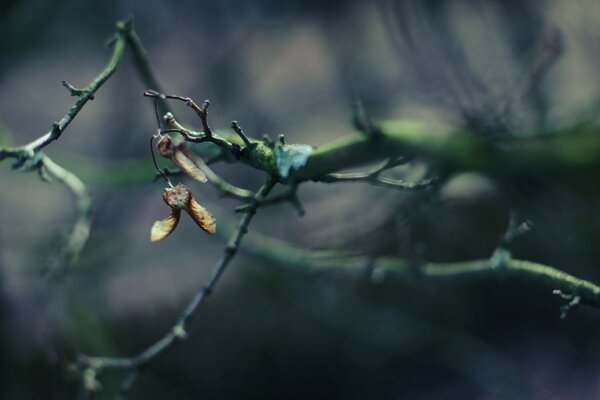 Insect in autumn in the open air