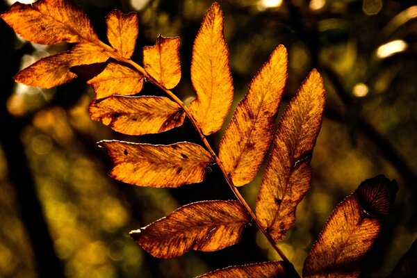 Yellow leaf on the background of the sun