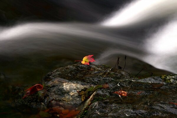 Paisaje de otoño. Las aguas transparentes del río llevan la hoja caída