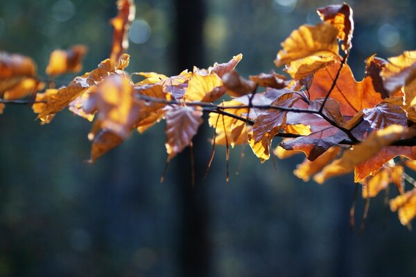 Herbstlaub auf einem Ast