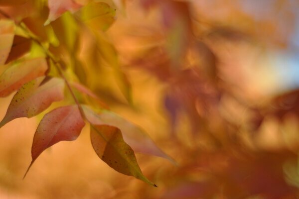 Naturaleza otoñal. Hoja de otoño