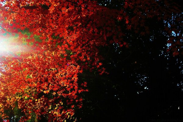 Bright autumn is beautiful with its foliage