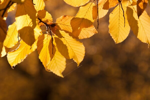 The autumn season of nature. Leaves